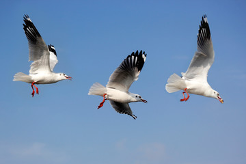 flying seagull bird on beautiful sky background