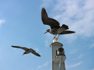飛び立つカモメ