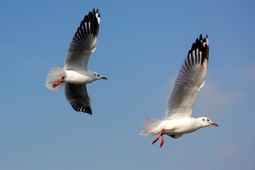 flying seagull bird on beautiful sky background