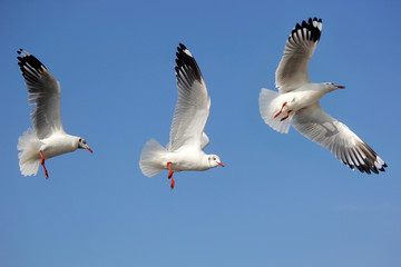 flying seagull bird on beautiful sky background