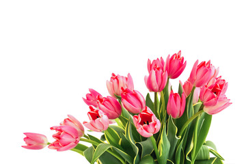 Bouquet of pink tulips isolated over white background. Copy space