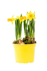 Obraz premium Yellow narcissus bunch with fresh green leaves in yellow pot isolated on white