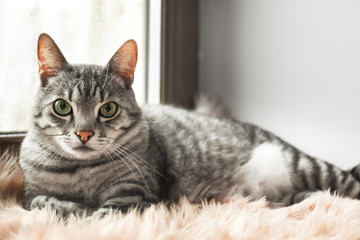 Cute funny cat on window sill