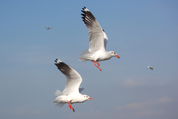 flying seagull bird on beautiful sky background