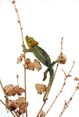 Helmchamäleon / helmeted chameleon (Trioceros hoehnelii / Chamaeleo hoehnelii)  © bennytrapp