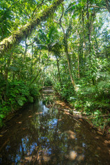 Fototapeta na wymiar Tropical forest, Jangle and small Stream near Ngardmau water fall, Ngardmau, Palau, Pacific