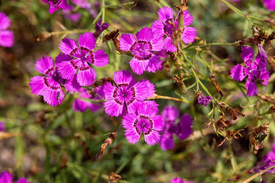 Kaisernelke, Chinesische Nelke (Dianthus chinensis)