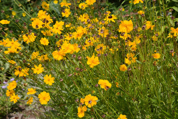 Behaartes Mädchenauge (Coreopsis pubescens)