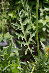 Blatt einer Kompasspflanze (Silphium laciniatum)