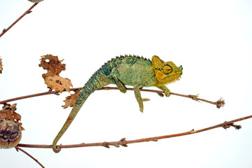 Helmchamäleon / helmeted chameleon (Trioceros hoehnelii / Chamaeleo hoehnelii)  © bennytrapp