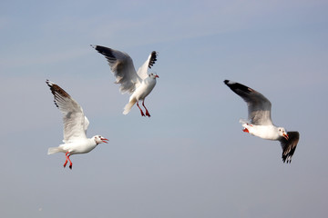 flying seagull bird on beautiful sky background