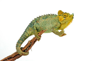 Helmchamäleon / helmeted chameleon (Trioceros hoehnelii / Chamaeleo hoehnelii)  © bennytrapp