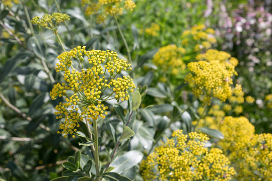 Strauchiges Hasenohr (Bupleurum fruticosum)