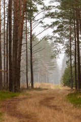 A dirt road in a pine forest. Hunting pulpit at the end of the road.