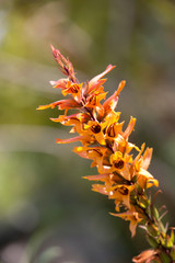 Kanarischer Gebirgsfingerhut (Isoplexis chalcantha)