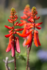 Korallenbaum (Erythrina humeana) im botanischen Garten