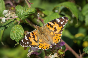 Painted Lady butterfly on a plant leaf