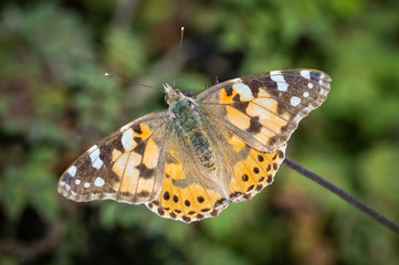 Fototapeta na wymiar Painted Lady butterfly on a plant stalk