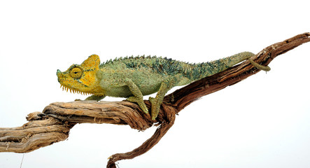 Helmchamäleon / helmeted chameleon (Trioceros hoehnelii / Chamaeleo hoehnelii)  © bennytrapp