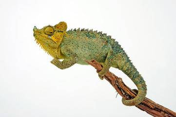 Helmchamäleon / helmeted chameleon (Trioceros hoehnelii / Chamaeleo hoehnelii)  © bennytrapp