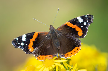 Red Admiral butterfly on Ragwort
