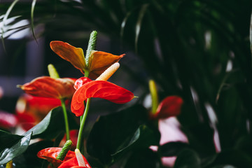 Fleur arôme dans un jardin botanique