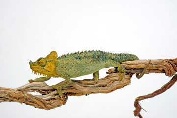 Helmchamäleon / helmeted chameleon (Trioceros hoehnelii / Chamaeleo hoehnelii)  © bennytrapp