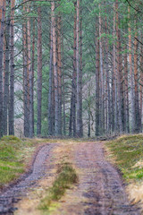 Wall of a pine forest at the end of a forest road. Forest scenery in Central Europe.