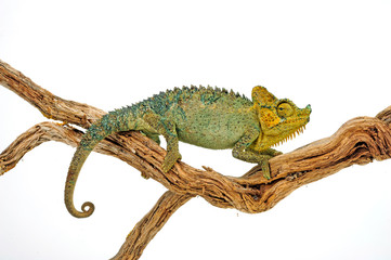 Helmchamäleon / helmeted chameleon (Trioceros hoehnelii / Chamaeleo hoehnelii)  © bennytrapp