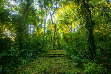 Tropic Jangle, Forest, Green Trees and Stone Trail to Bai (Traditional meeting house) in Melekeok, Palau 
