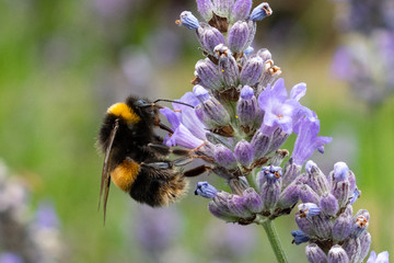 Bee on a flower