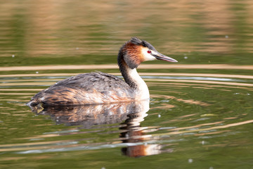 Great Crested Grebe swimming