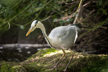 Grey Heron fishing