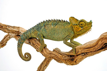 Helmchamäleon / helmeted chameleon (Trioceros hoehnelii / Chamaeleo hoehnelii)  © bennytrapp