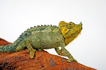 Helmchamäleon / helmeted chameleon (Trioceros hoehnelii / Chamaeleo hoehnelii)  © bennytrapp