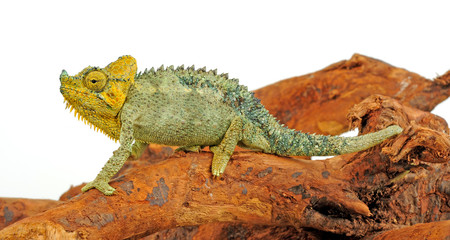 Helmchamäleon / helmeted chameleon (Trioceros hoehnelii / Chamaeleo hoehnelii)  © bennytrapp