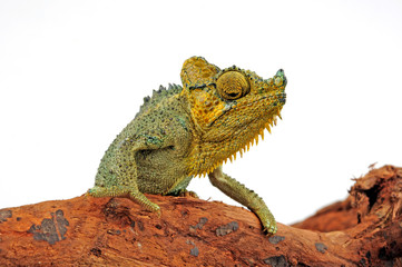 Helmchamäleon / helmeted chameleon (Trioceros hoehnelii / Chamaeleo hoehnelii)  © bennytrapp