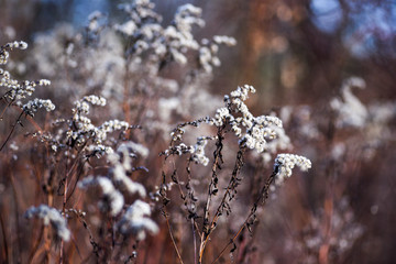 Autumn wild dried flowers.