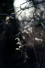 Autumn wild dried flowers.