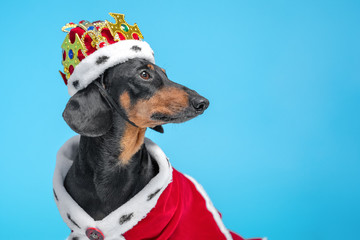 Black and tan adorable dachshund dog in a royal mantle and a crown on blue background. Copy Space
