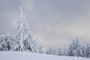 pine tress covered with snow in Alps