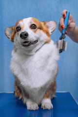 Funny portrait of a welsh corgi pembroke dog, comb out with a special brush after shower in grooming salon.