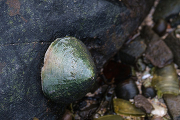 Shellfish on the Coast, Near Ulster Way, Northern Ireland, UK