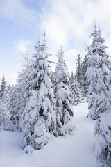 pine tress covered with snow in Alps