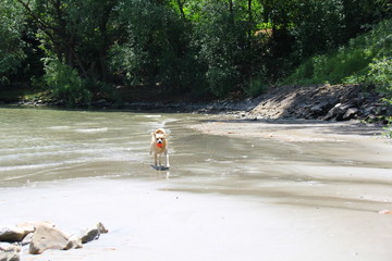 Süßer Hund am Sandstrand