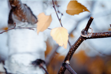 Golden wedding ring on a birch tree branch