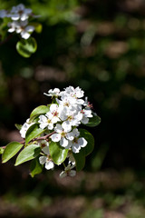 Blooming white cherry tree in early spring on nature black background