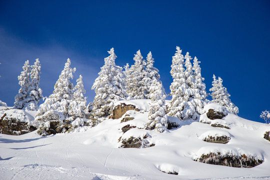 Pine Tress Covered With Snow In Alps