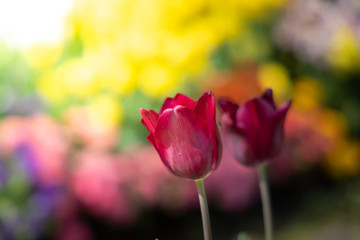 Obraz premium Beautiful bouquet of tulips. colorful tulips. nature background