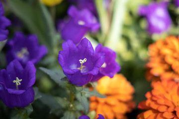 The background image of the colorful flowers